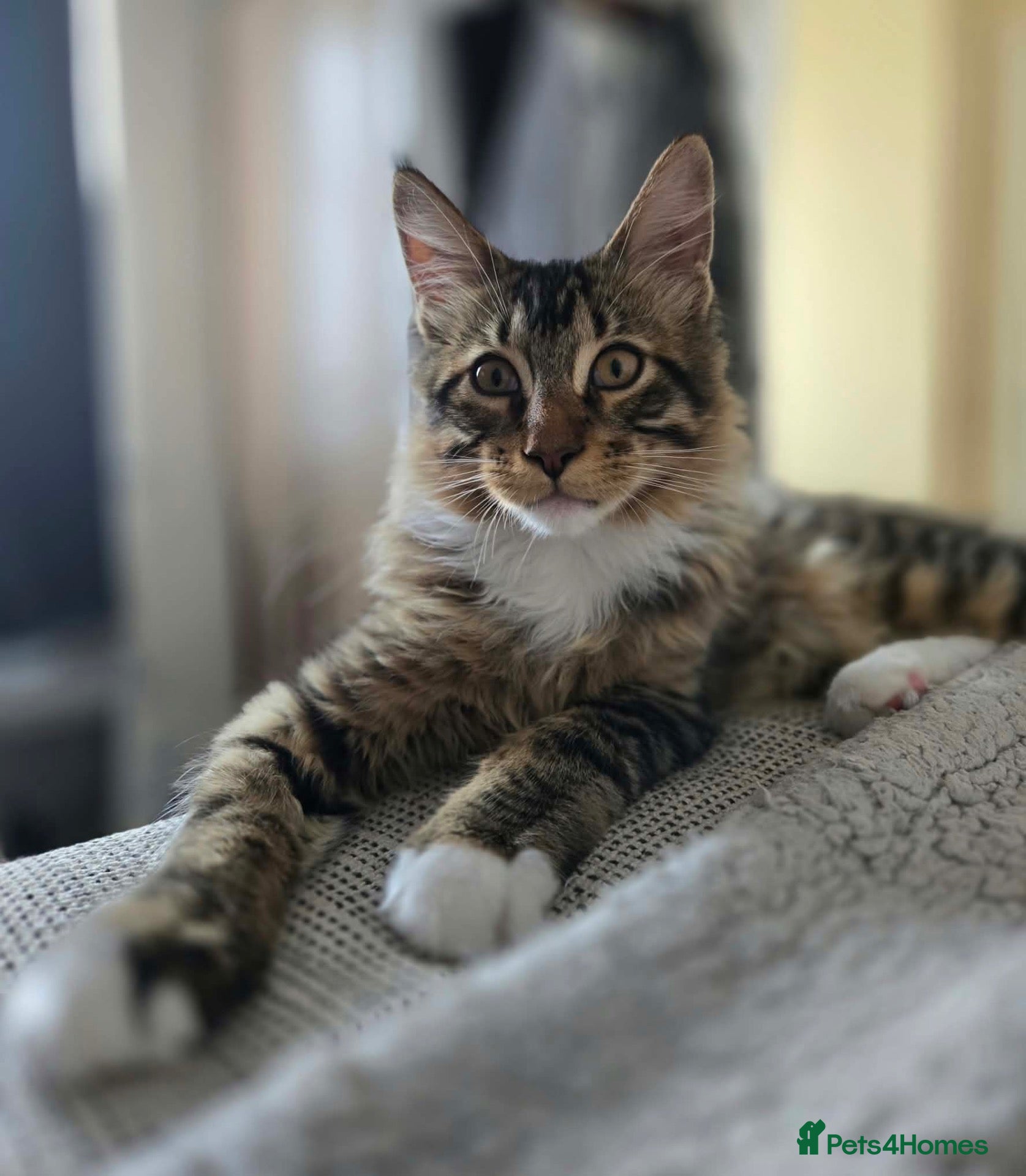 Maine Coon cats 1 TICA registered Maine Coon boy. - Advert 1