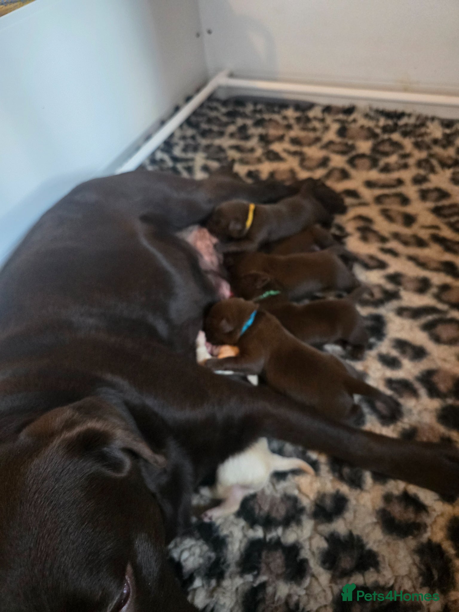 Labrador Retriever dogs Labrador Puppies - Advert 1