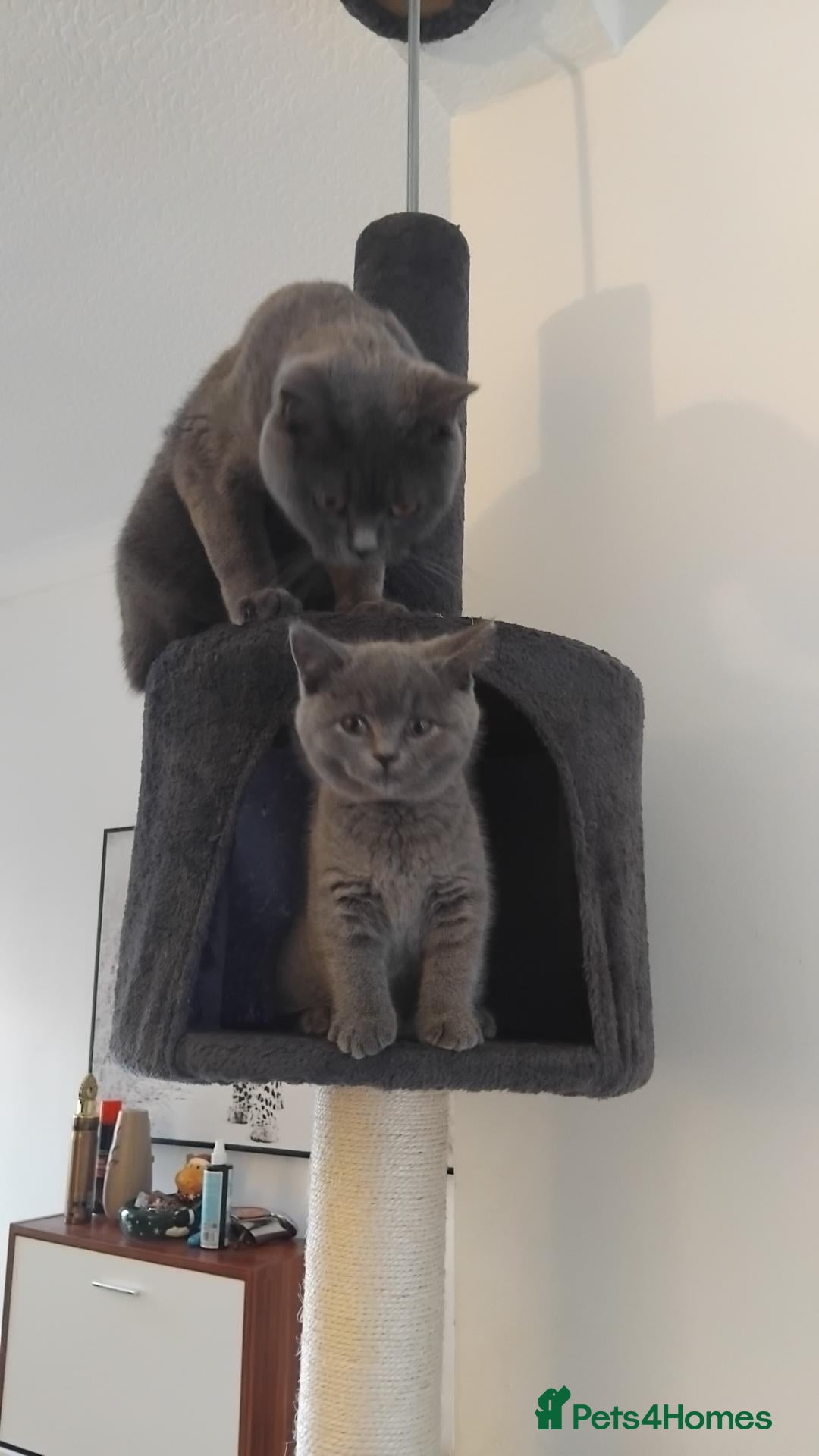 British Shorthair cats FluffyKitten  - Advert 3