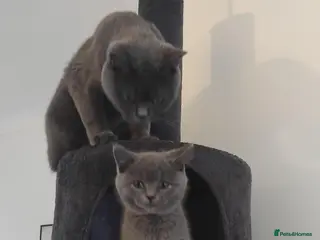 British Shorthair cats FluffyKitten - Advert 4