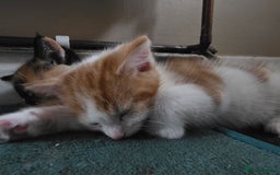 Mixed Breed cats for sale: Kittens for sale litter of 4, 2 left  - Image 2