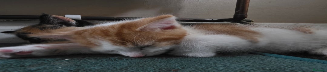 Mixed Breed Kitten 2