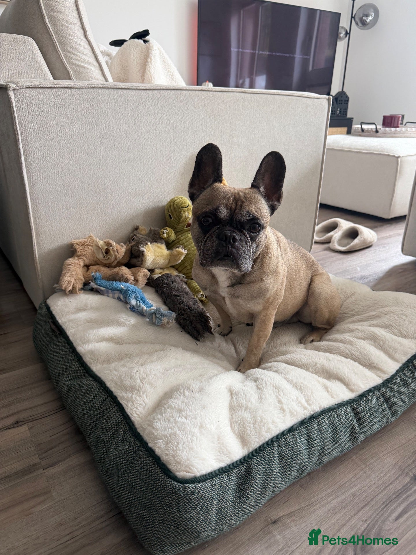 French Bulldog dogs for sale: French bulldog  - Advert 6