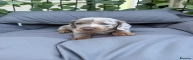 Miniature Dachshund 2