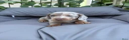Miniature Dachshund dogs for sale: Beautiful Miniature Dachshund litter  - Advert 10