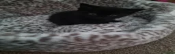 Domestic Shorthair cats for sale: Three kittens looking for the best homes in Spalding - Advert 2