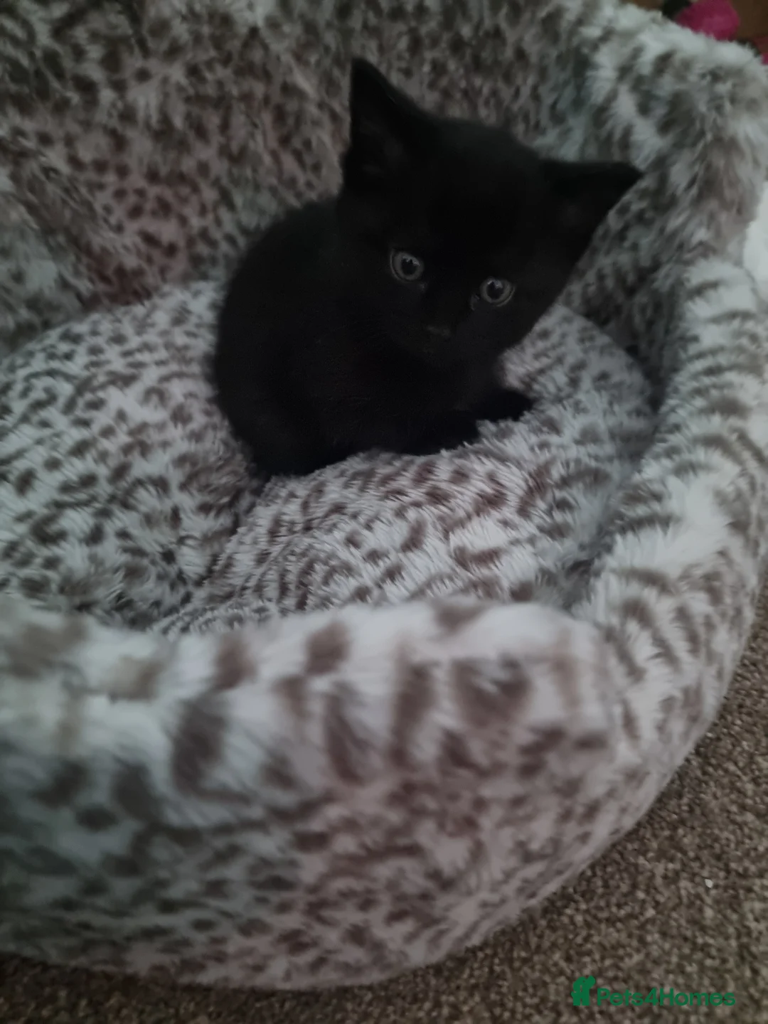 Domestic Shorthair cats for sale: Three kittens looking for the best homes in Spalding - Advert 2