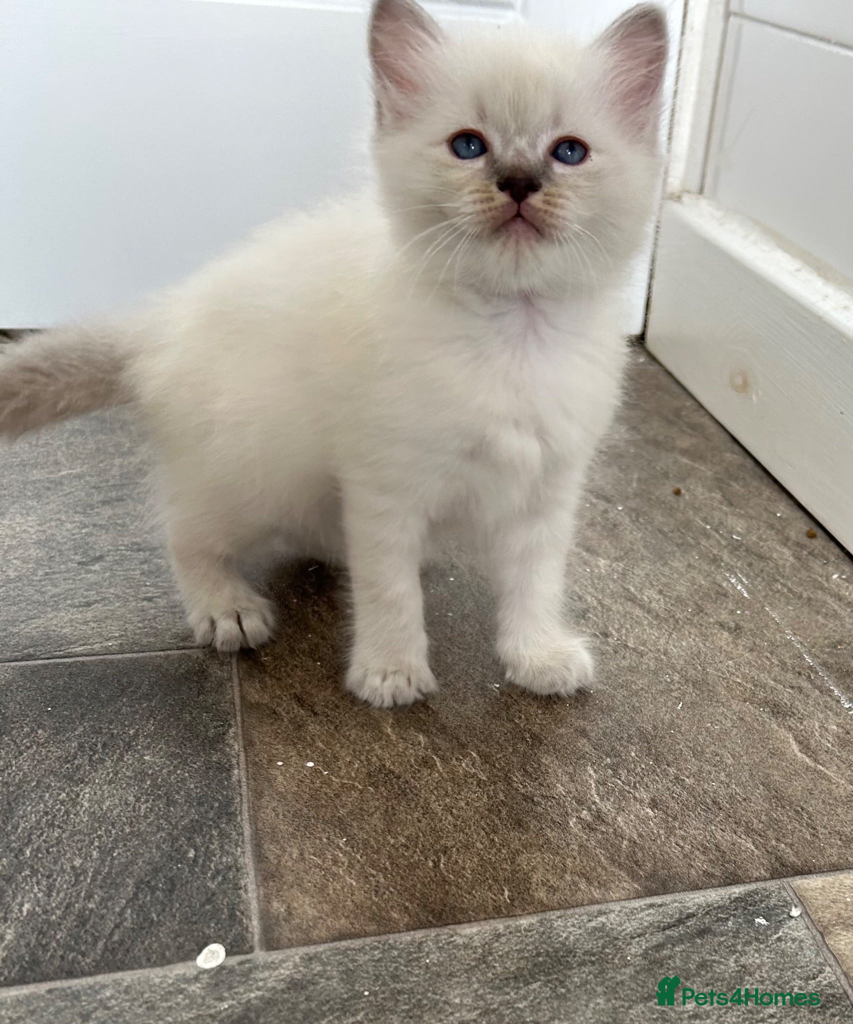 Ragdoll cats Ready!Beautiful pure Ragdoll male  - Advert 1