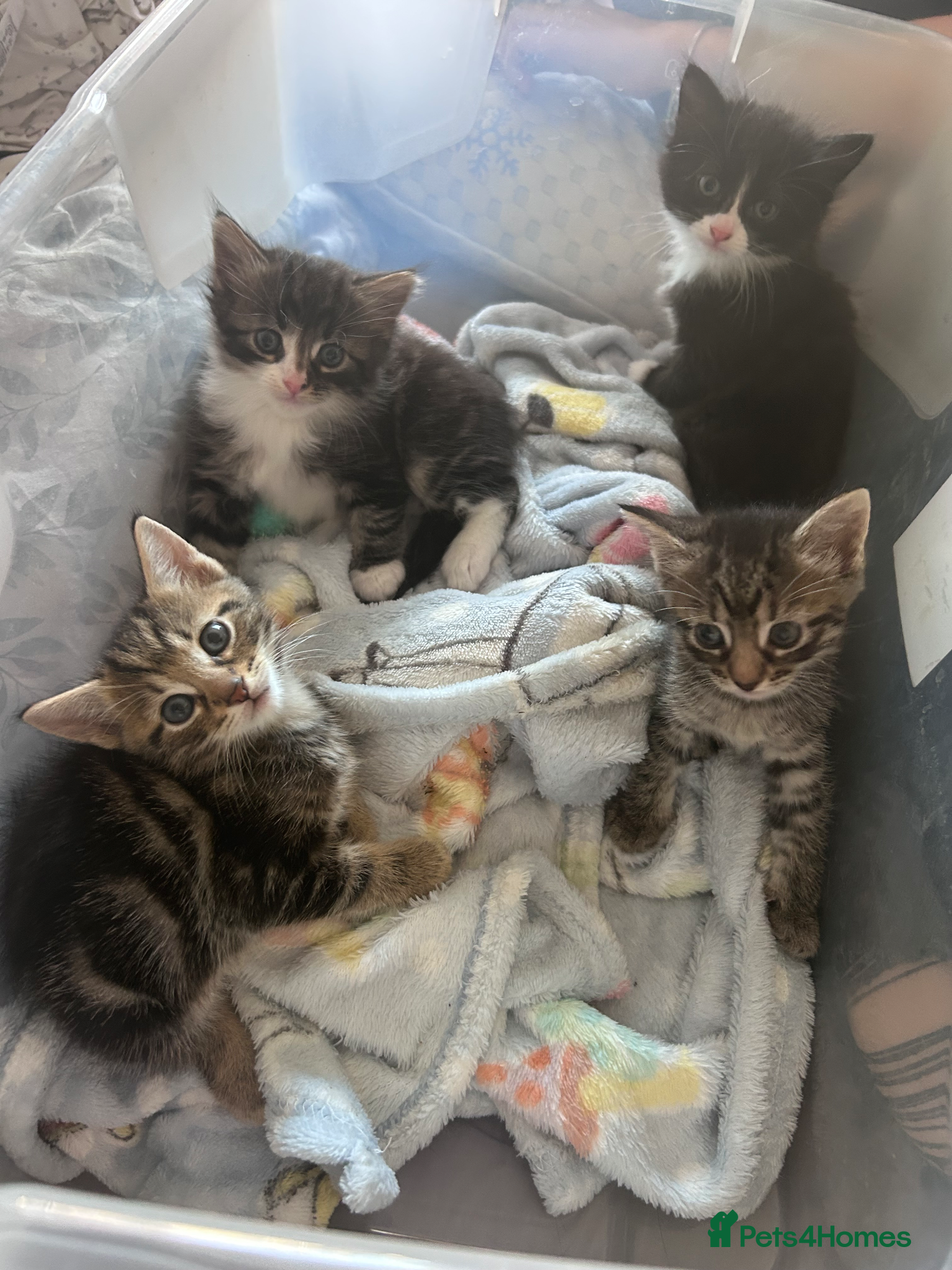 Mixed Breed cats Beautiful kittens - Advert 1