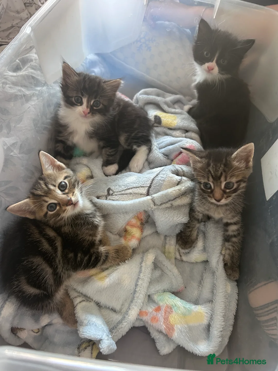 Mixed Breed cats for sale: Beautiful kittens in Weston-super-Mare - Advert 1