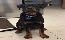 Rottweiler dogs for stud: Proven KC Rottweiler At Stud  in Bacup - Image 15