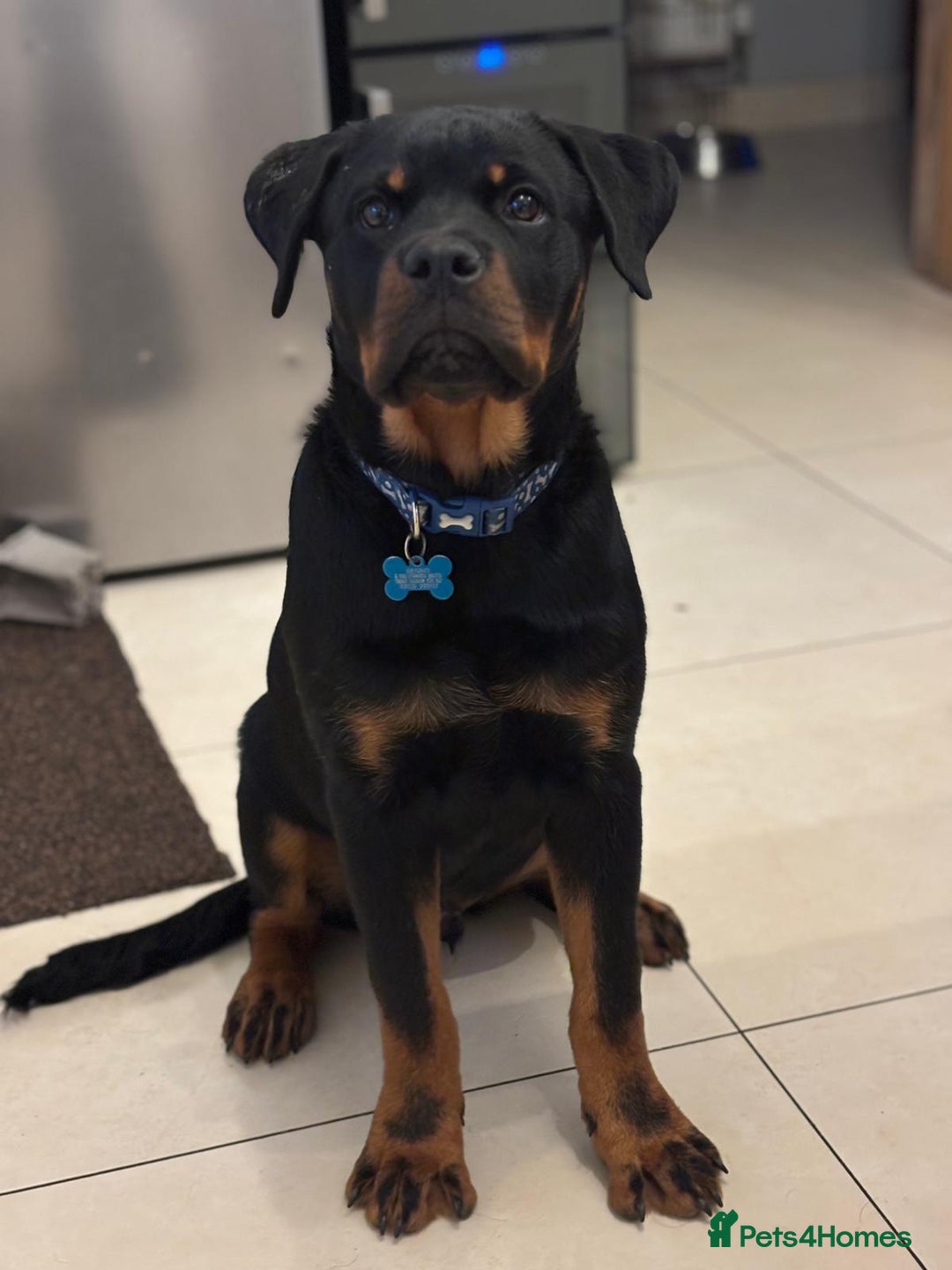 Rottweiler dogs for stud: Proven KC Rottweiler At Stud  in Bacup - Image 15