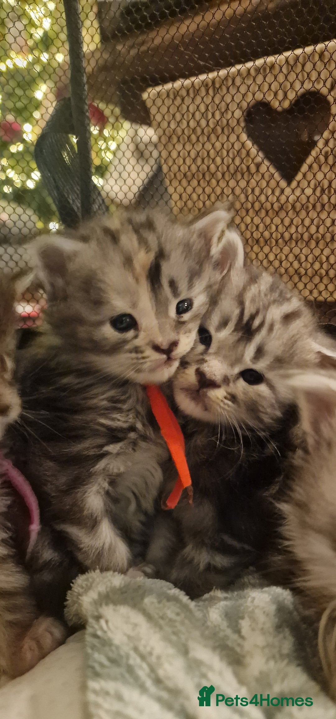 Maine Coon cats for sale: Pure Maine Coon Kittens - Advert 12