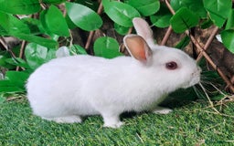 Netherland Dwarf rabbits for sale: PURE Netherland Dwarfs Vaccinated REDUCED READY    - Image 3
