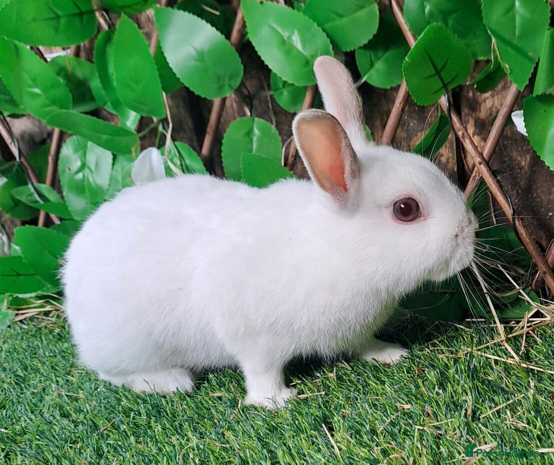 Netherland Dwarf rabbits for sale: PURE Netherland Dwarfs Vaccinated REDUCED READY    - Image 3