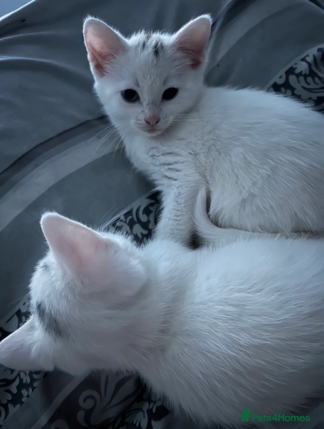 Mixed Breed cats for sale: mixed breed kittens - Advert 3