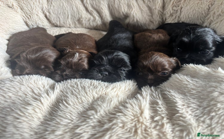 Shih Tzu dogs - Advert 15