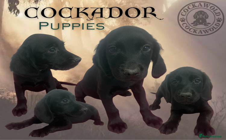 Cockerdor dogs - Advert 16