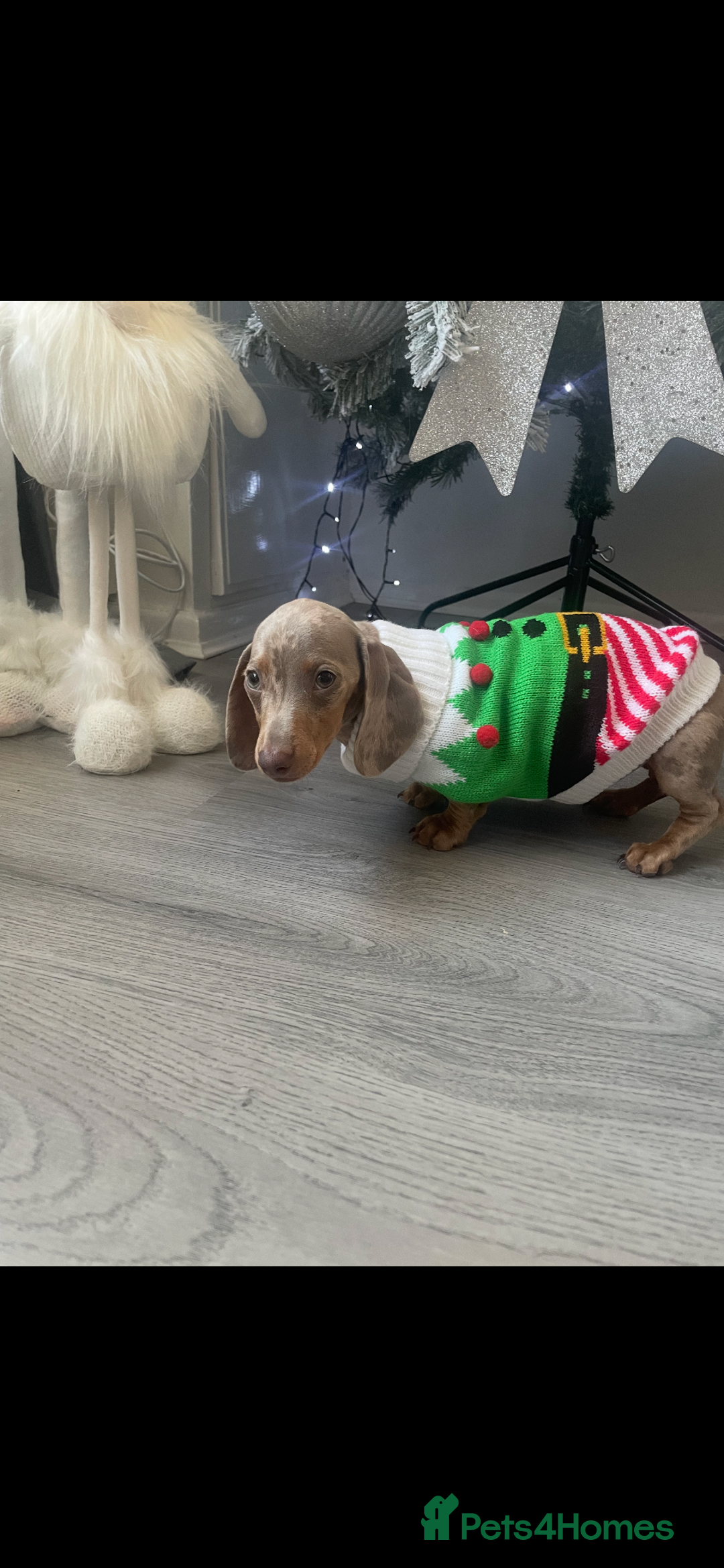 Miniature Dachshund dogs for sale: ISABELLA DAPPLE FEMALE - Advert 3