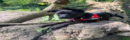 Mixed Breed dogs for sale: Pepsi - German Shepard x staffy 7 months in Leyland - Advert 3