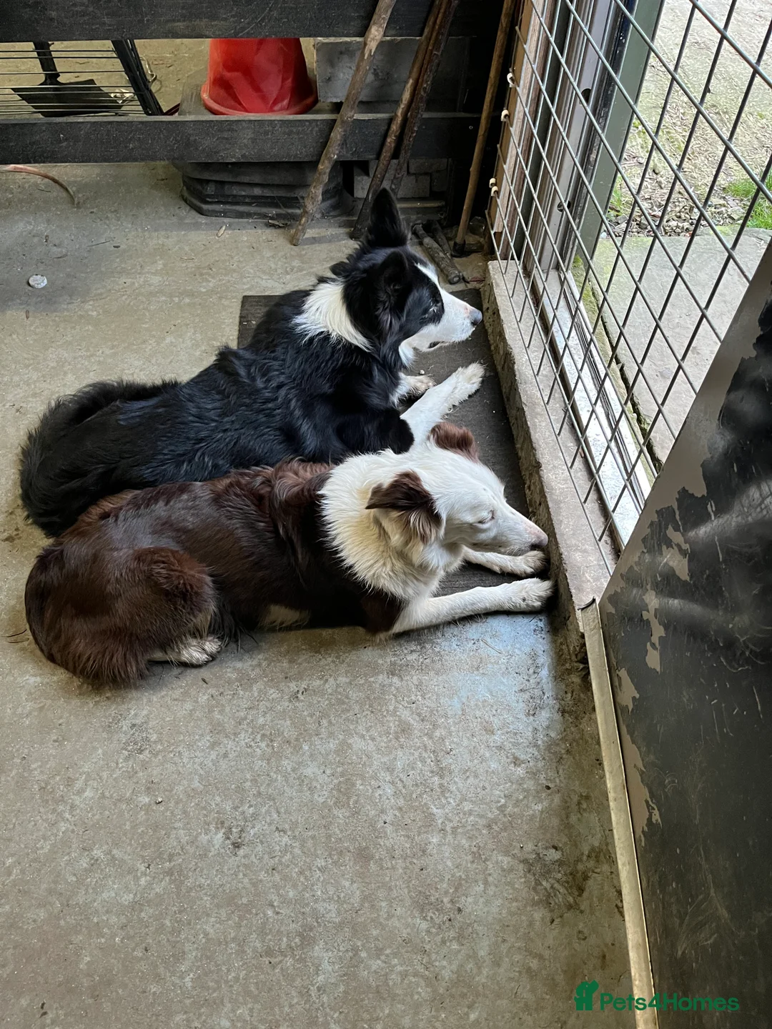 Border Collie dogs for sale: Cornmill Farm Border Collies  in Bradford - Advert 6