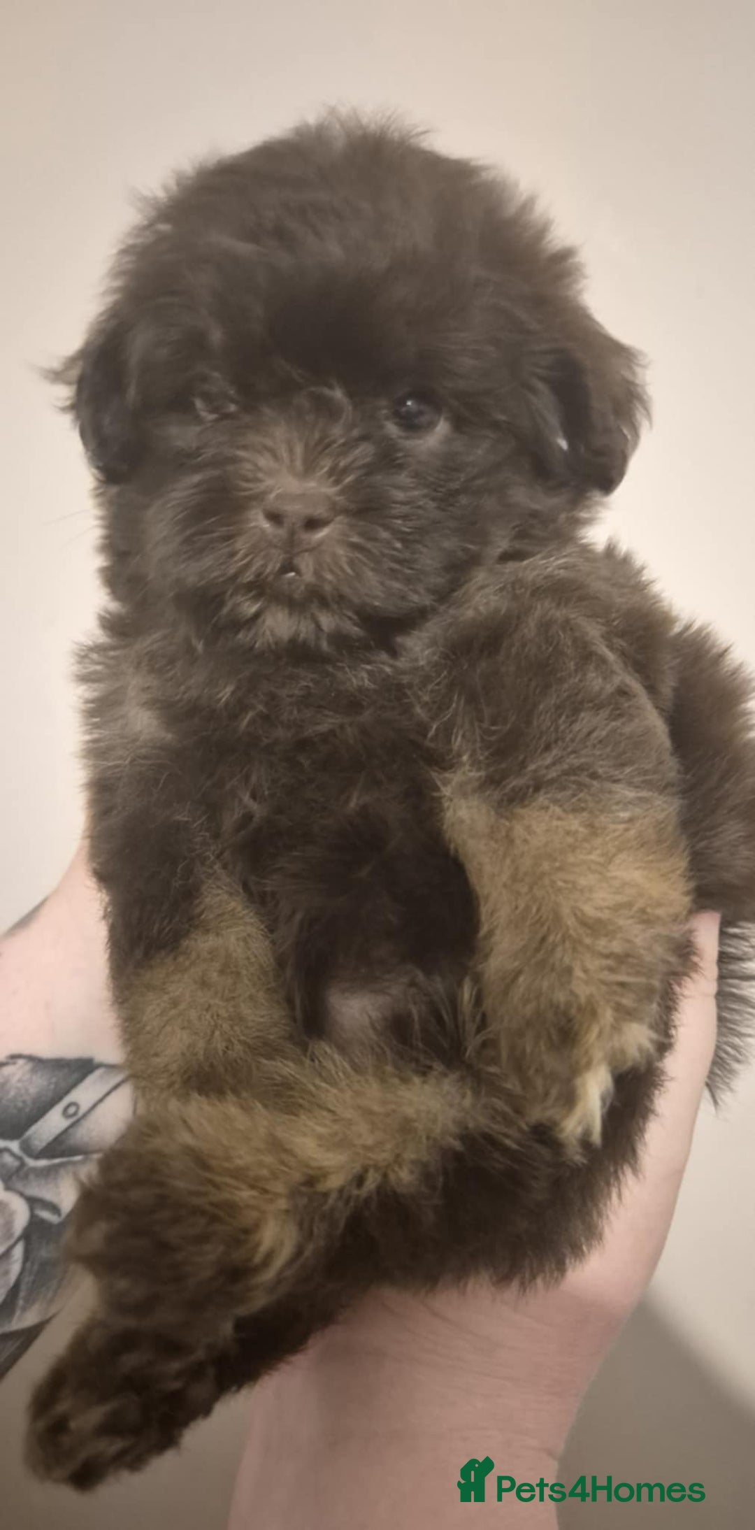 Shihpoo dogs for sale: Beautiful Chocolate & Tan Girl Ready Next Week  - Image 2