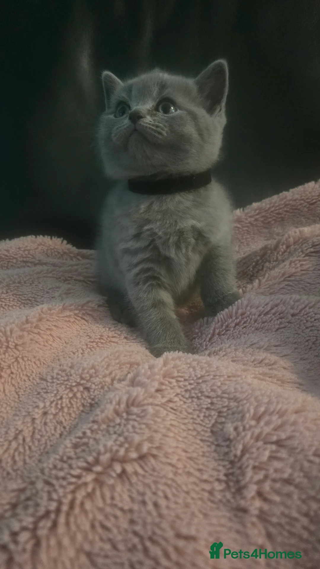 British Shorthair cats for sale: 5 British cats available - Advert 15