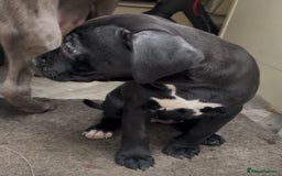 Staffordshire Bull Terrier dogs for sale: Original "old-time" black Staffy pups *rare* - Image 2