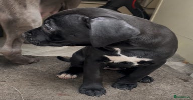 Staffordshire Bull Terrier dogs - Advert 15