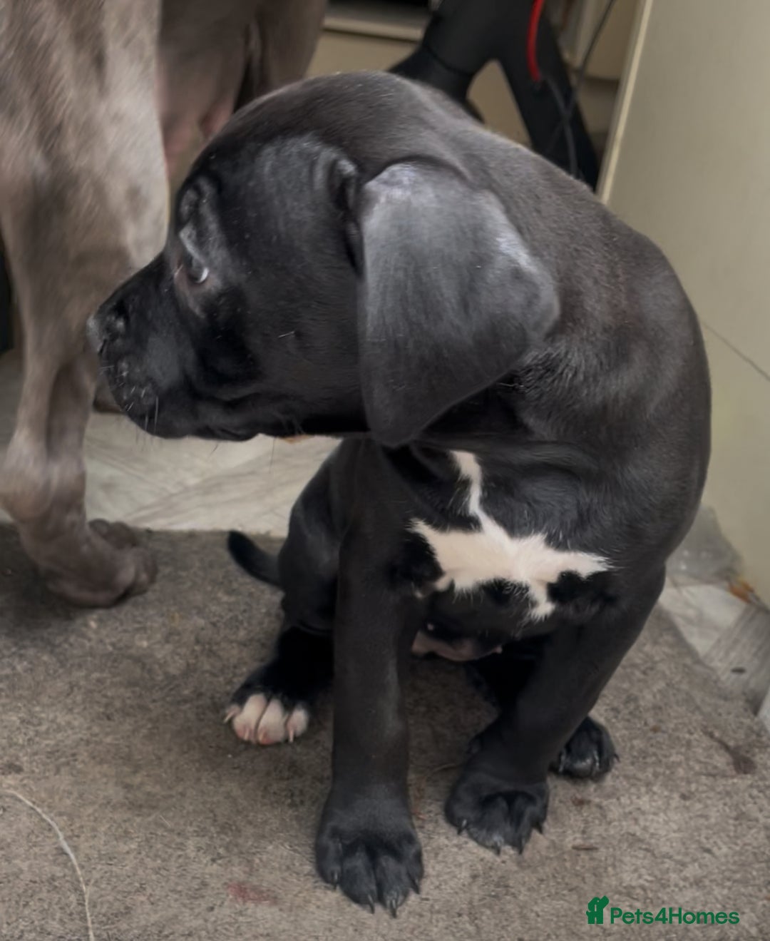 Staffordshire Bull Terrier dogs for sale: Original "old-time" black Staffy pups *rare* - Image 2
