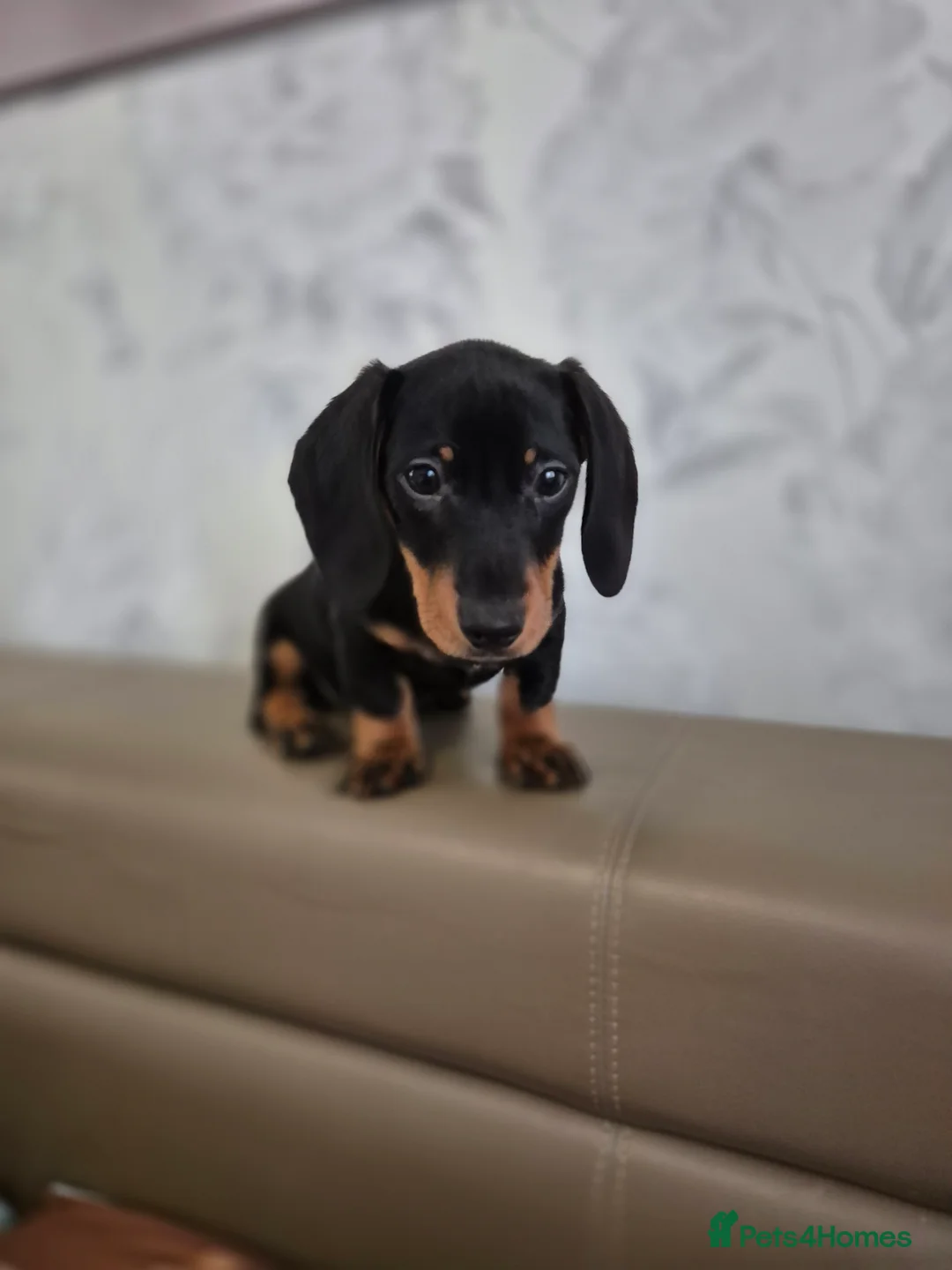 Dachshund dogs for sale: 💙 Miniature Dachshund Boy!💙 - Advert 39