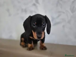 Dachshund dogs 💙 Miniature Dachshund Boy!💙 - Advert 20