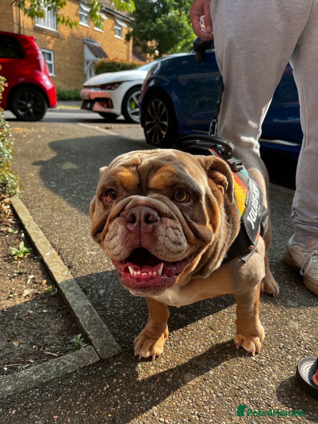 English Bulldog dogs for sale: Bonnie 3 year old British bulldog  - Advert 3