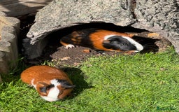 Guinea Pig rodents for sale: Guinea pig boars Torts  - Image 4
