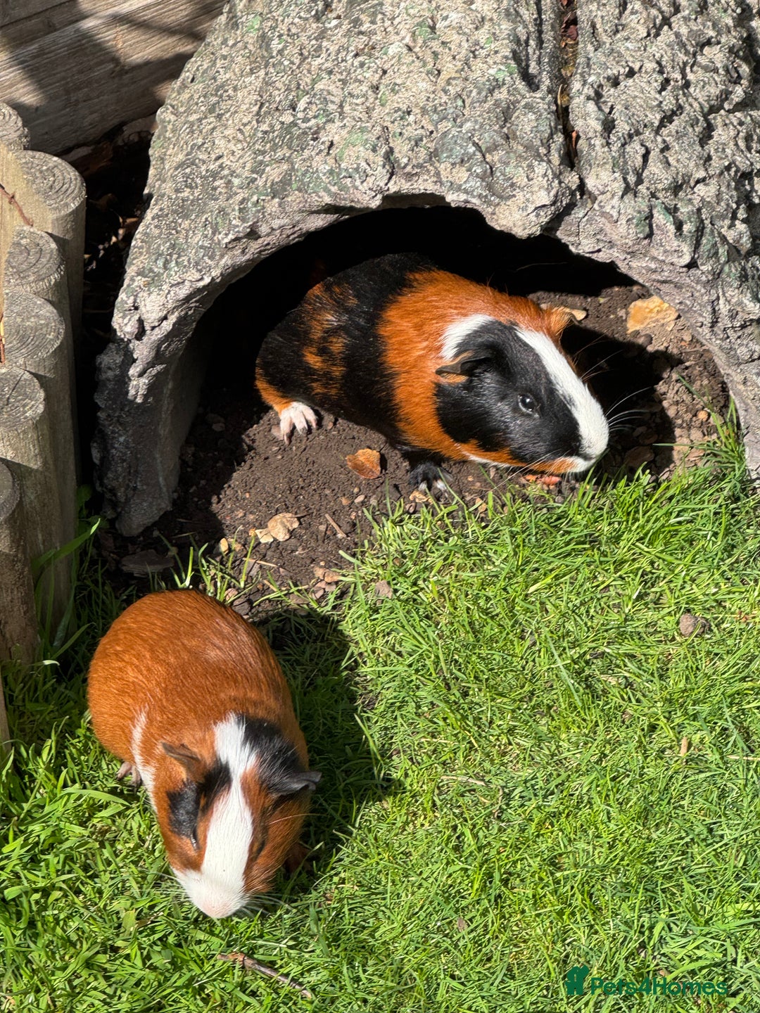 Guinea Pig rodents for sale: Guinea pig boars Torts  - Image 4