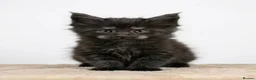 Maine Coon cats for sale: READY NOW - Exceptional loving & affectionate MC’s - Advert 6