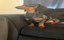Dachshund dogs for sale: Lotty - Image 3