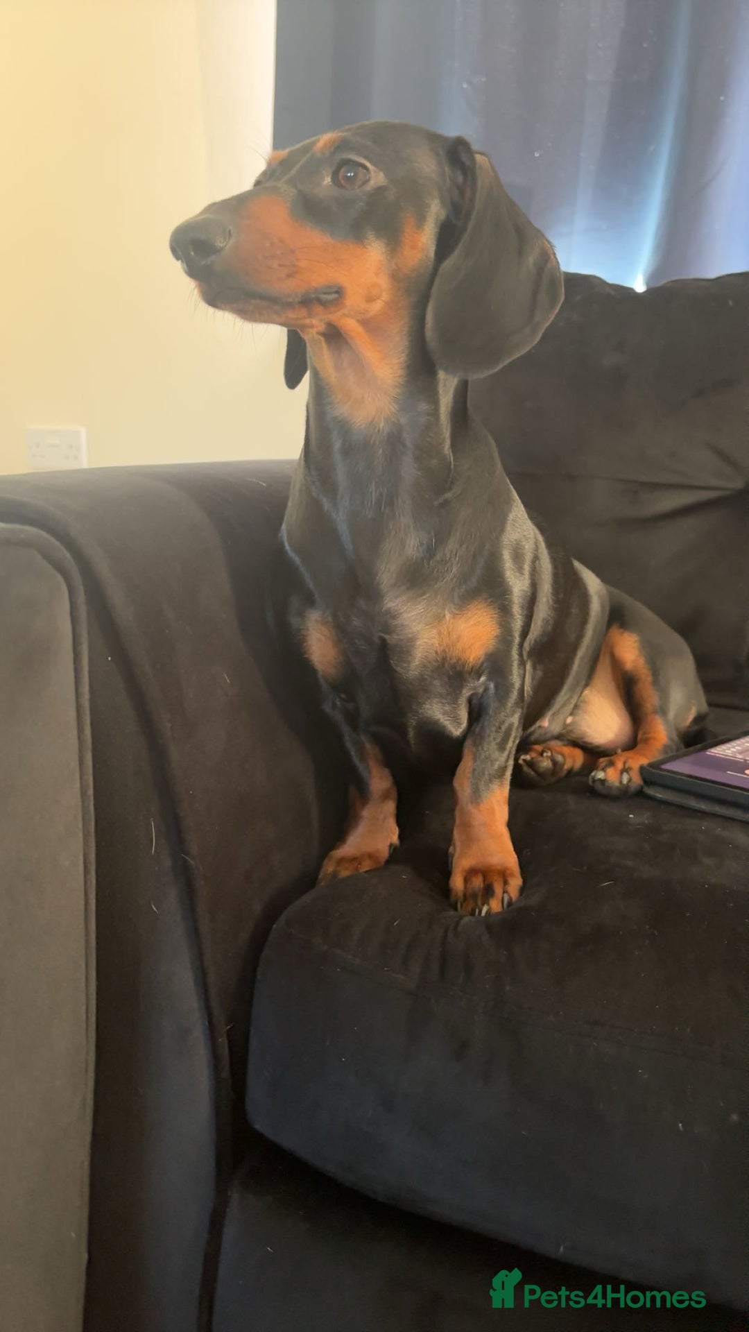 Dachshund dogs for sale: Lotty - Image 3