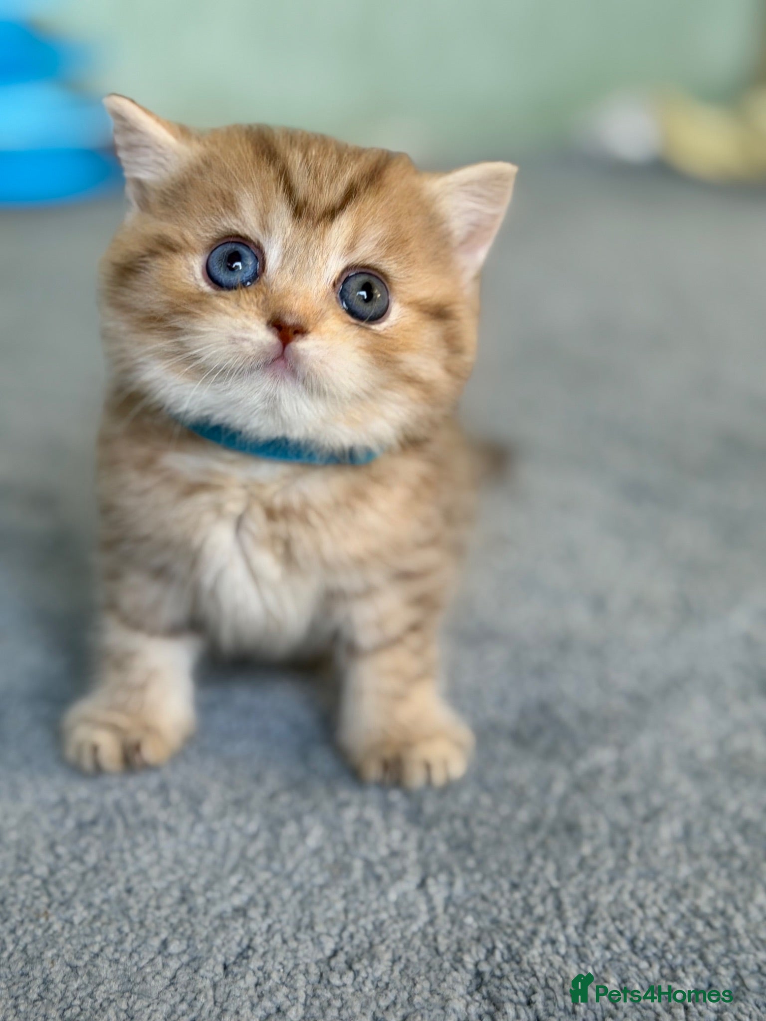 British Shorthair cats British sh odd eyed adorable kittens GCCF  - Advert 1