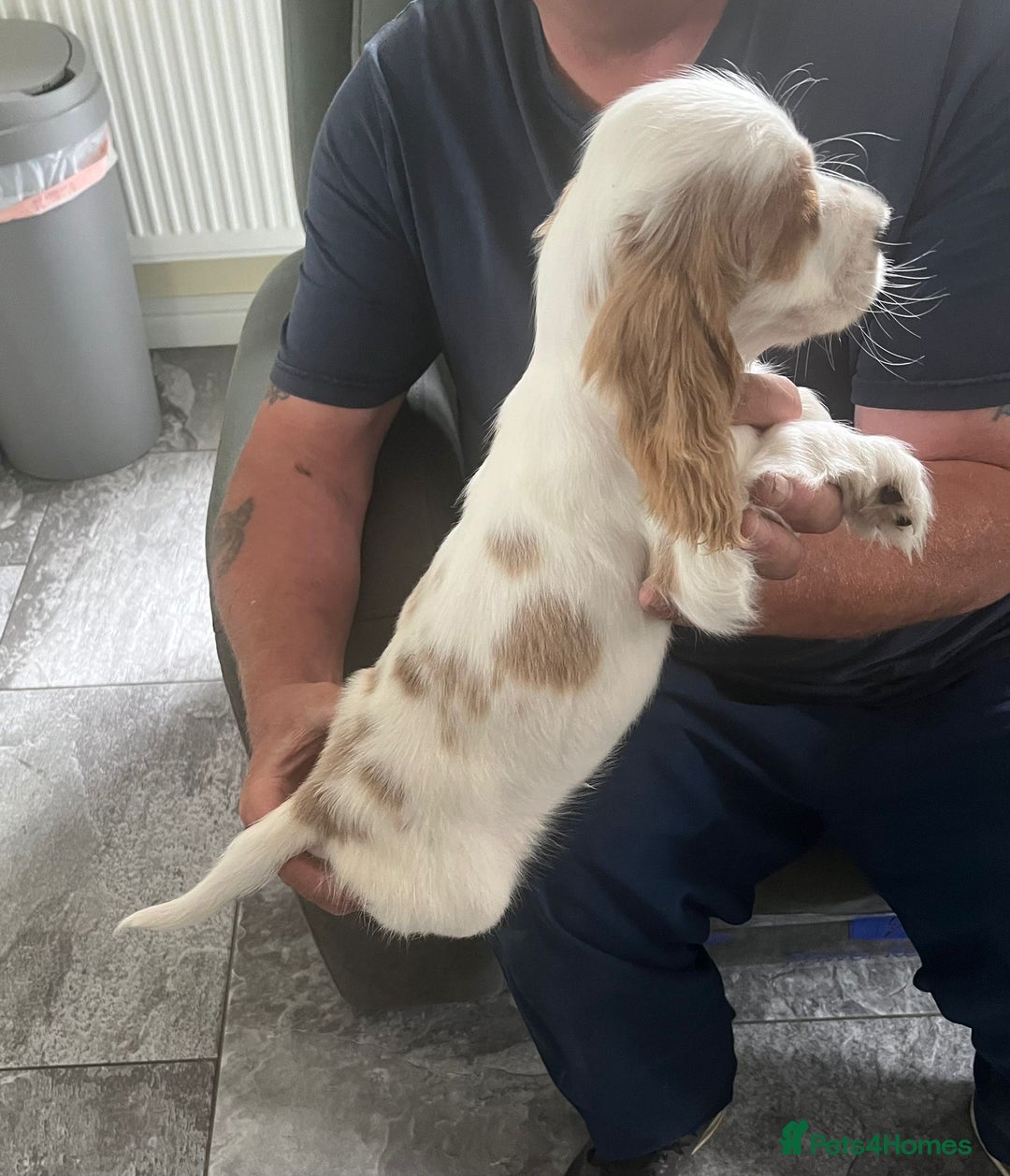 Cocker Spaniel dogs for sale: OUT STANDING  GORGEOUS SHOW TYPE COCKER SPANIEL  - Image 6
