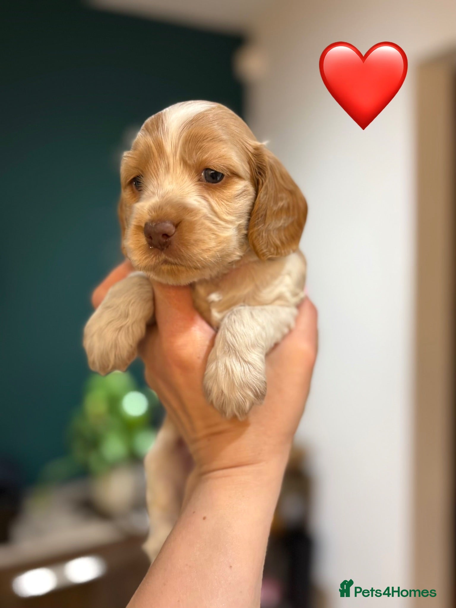Cocker Spaniel dogs KC Reg, Show Cocker Spaniel pups, 100% clear - Advert 1