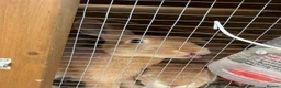 Dwarf Lop rabbits for sale: Bunnies for sale  in Oxford - Advert 8