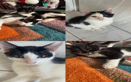 Domestic Shorthair cats for sale: 3 kittens for sale  - Image 2