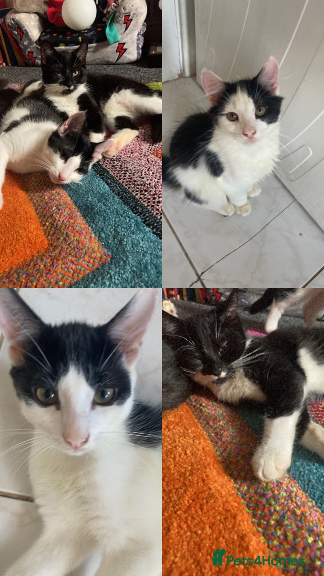 Domestic Shorthair cats for sale: 3 kittens for sale  - Image 2