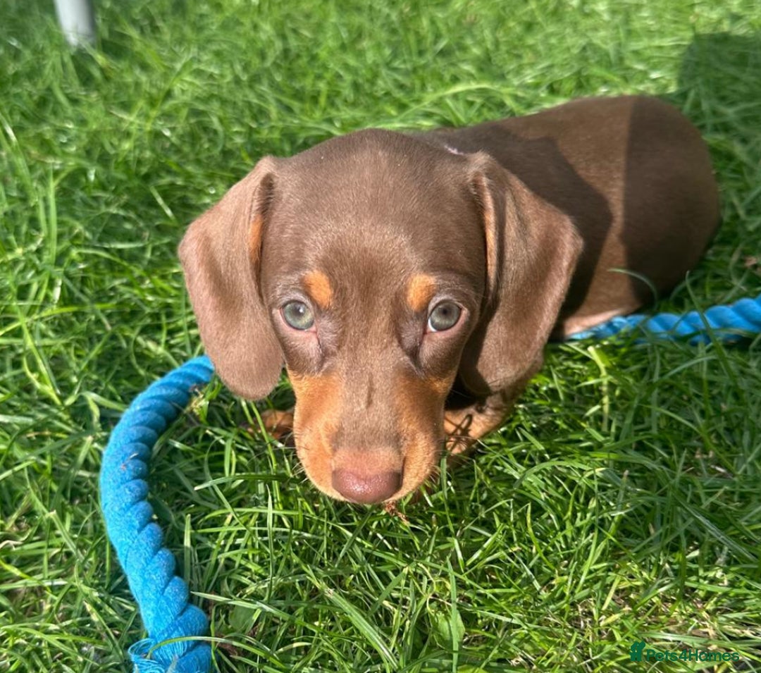 Miniature Dachshund dogs for sale: Miniature Dachshund puppy’s  - Image 3