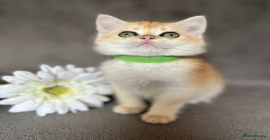British Shorthair cats - Advert 5
