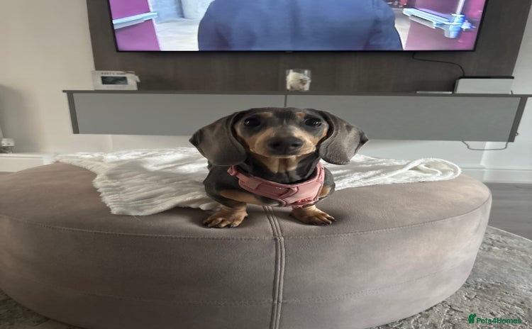 Miniature Dachshund dogs - Advert 1