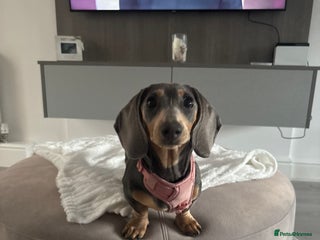 Miniature Dachshund dogs Miniature daschund - Advert 3