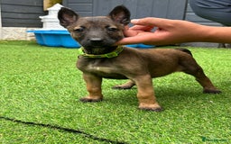 Belgian Shepherd Dog dogs for sale: Belgian malinois puppies from working dog lines  - Image 12