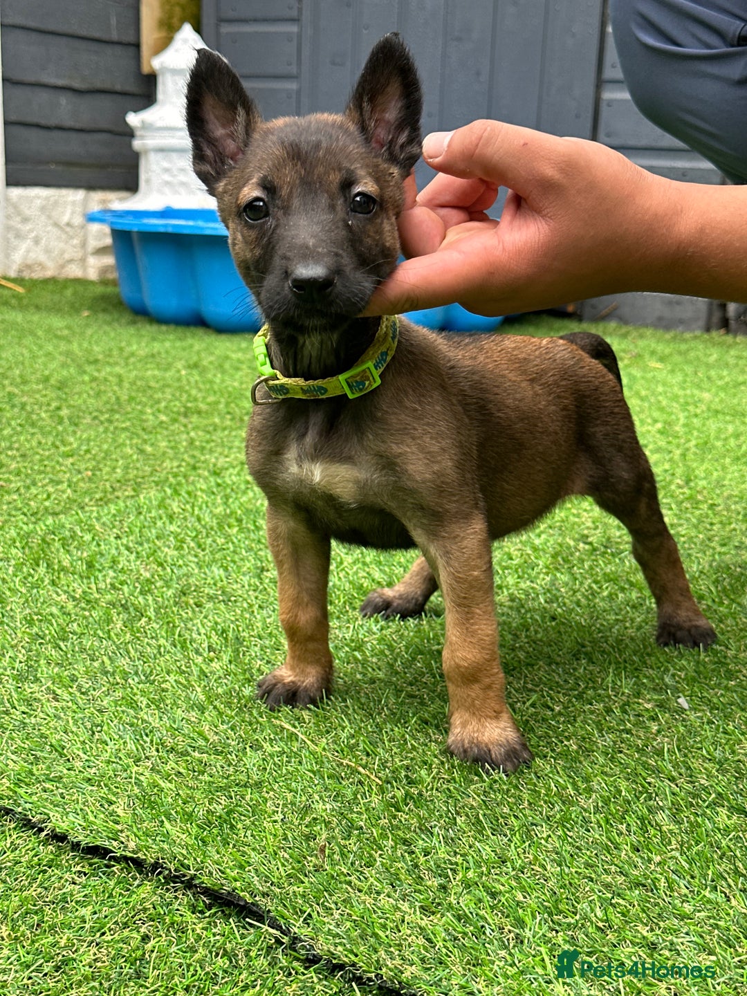 Belgian Shepherd Dog dogs for sale: Belgian malinois puppies from working dog lines  - Image 12